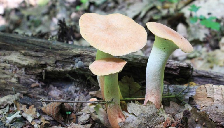 Kral İstiridye Mantarı