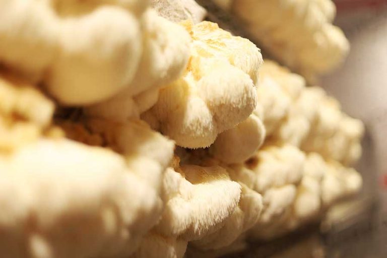 Lion’s Mane Mantarı