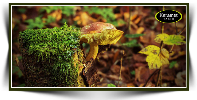 Tıbbi Mantar Nedir? Tıbbi Mantarlar Hangi Alanlarda Kullanılır?