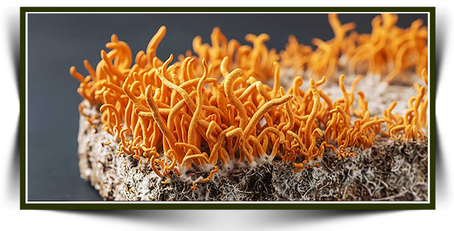 Cordyceps Militaris Mantarı Ne İşe Yarar