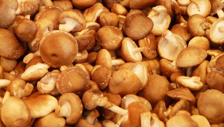 Shiitake mantarı