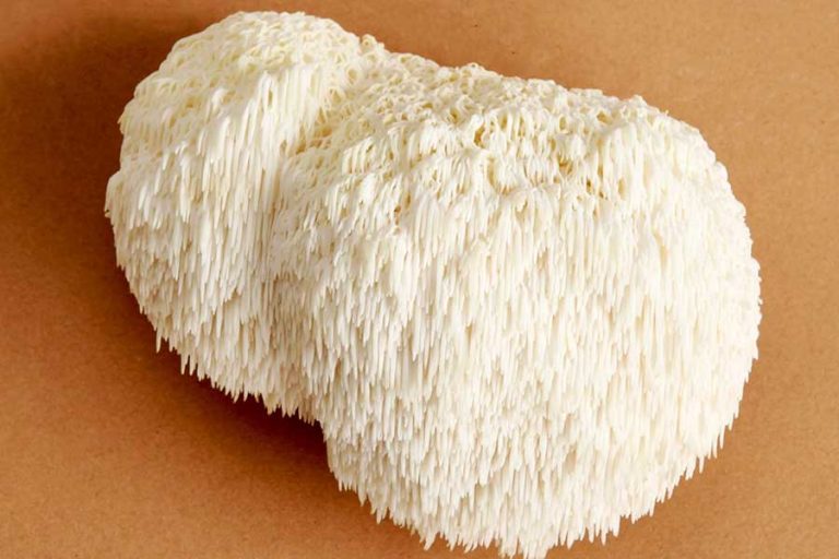 Lion’s Mane Mantarı