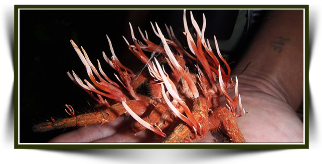 En Çok Tercih Edilen Tıbbi Mantarlar ve Kullanım Amaçları