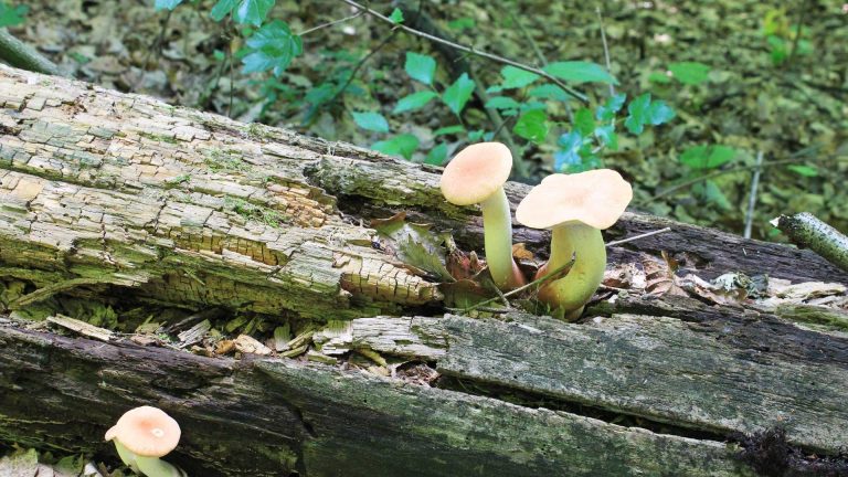 Kral İstiridye Mantarı