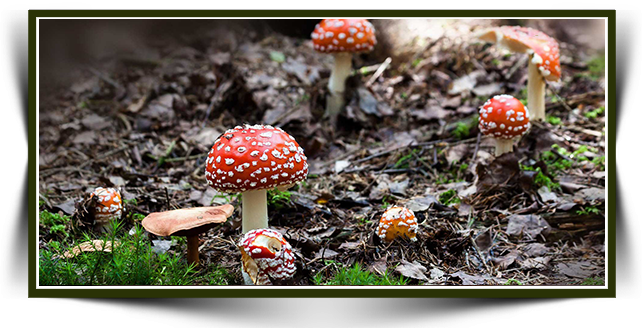 Tıbbi Mantarların Gıda Takviyesi