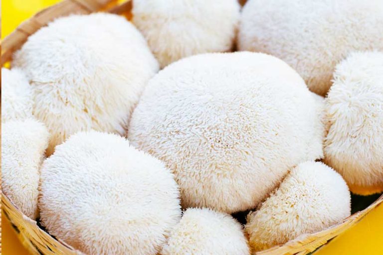 Lion’s Mane Mantarı