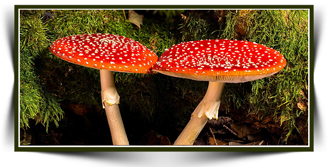 Tıbbi Mantarlar ile Fonksiyonel Gıdalar Arasındaki Farklar Nelerdir?